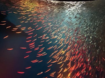 名古屋港水族館に投稿された画像（2024/9/28）