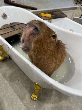 アニタッチみなとみらいに投稿された画像（2024/9/28）