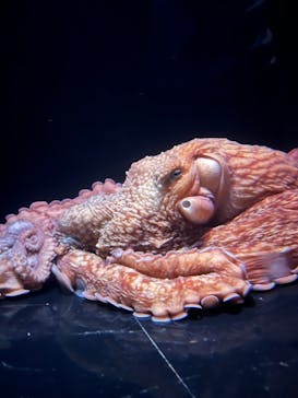 環境水族館アクアマリンふくしまに投稿された画像（2024/9/28）