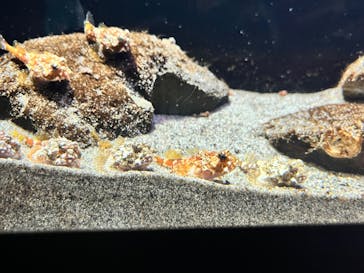 環境水族館アクアマリンふくしまに投稿された画像（2024/9/28）