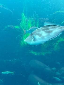 環境水族館アクアマリンふくしまに投稿された画像（2024/9/28）