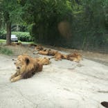 群馬サファリパークに投稿された画像（2024/9/29）