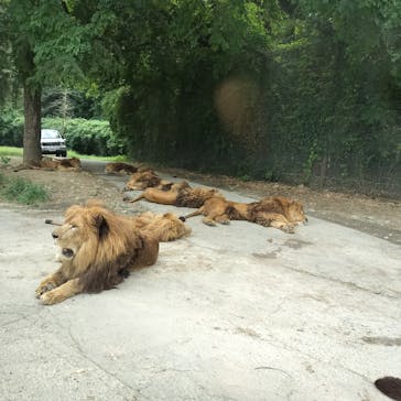 群馬サファリパークに投稿された画像（2024/9/28）