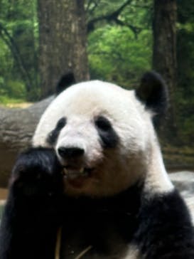 恩賜上野動物園に投稿された画像（2024/9/29）