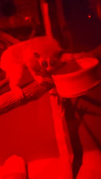 神戸どうぶつ王国に投稿された画像（2024/9/29）