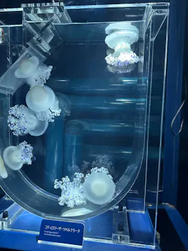 すみだ水族館に投稿された画像（2024/9/29）