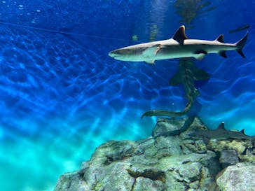 アクアワールド茨城県大洗水族館に投稿された画像（2024/9/29）