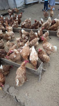 農業公園信貴山のどか村に投稿された画像（2024/9/29）