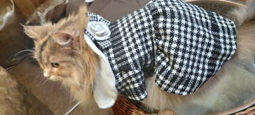 猫カフェモカ　池袋東口店に投稿された画像（2024/9/29）