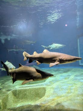 アクアワールド茨城県大洗水族館に投稿された画像（2024/9/29）