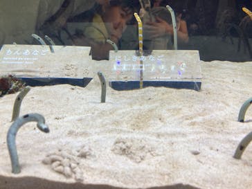 京都水族館に投稿された画像（2024/9/29）