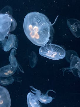 京都水族館に投稿された画像（2024/9/29）