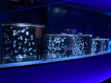 京都水族館に投稿された画像（2024/9/29）