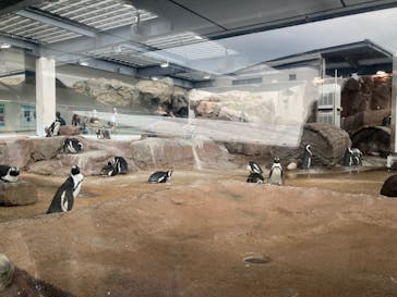 京都水族館に投稿された画像（2024/9/29）