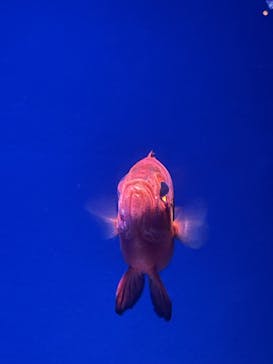 新江ノ島水族館に投稿された画像（2024/9/29）