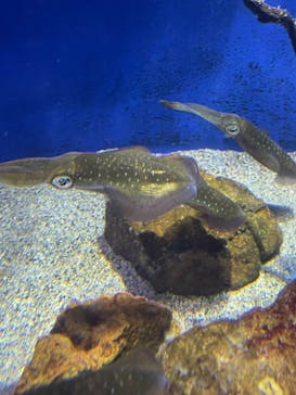 新江ノ島水族館に投稿された画像（2024/9/29）