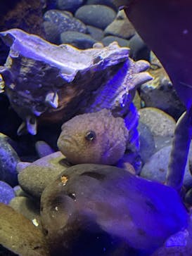 新江ノ島水族館に投稿された画像（2024/9/29）