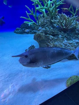 新江ノ島水族館に投稿された画像（2024/9/29）