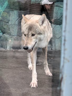天王寺動物園に投稿された画像（2024/9/29）