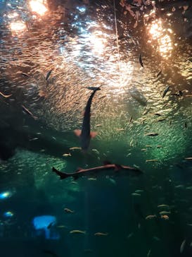 アクアワールド茨城県大洗水族館に投稿された画像（2024/9/29）