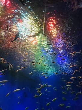 アクアワールド茨城県大洗水族館に投稿された画像（2024/9/29）