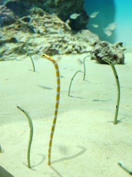 アクアワールド茨城県大洗水族館に投稿された画像（2024/9/29）