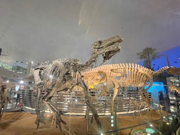 福井県立恐竜博物館に投稿された画像（2024/9/29）