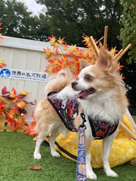 世界の名犬牧場に投稿された画像（2024/9/29）