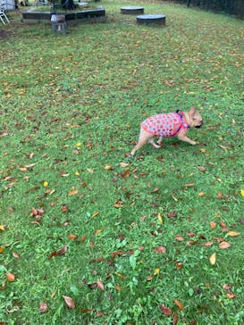 世界の名犬牧場に投稿された画像（2024/9/29）