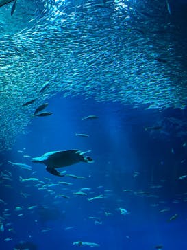 アクアワールド茨城県大洗水族館に投稿された画像（2024/9/29）