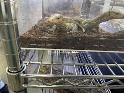 ナゴヤレプタイルズワールドに投稿された画像（2024/9/29）