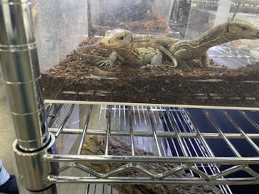 ナゴヤレプタイルズワールドに投稿された画像（2024/9/29）