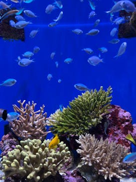 沖縄美ら海水族館に投稿された画像（2024/9/29）