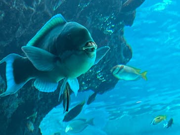 沖縄美ら海水族館に投稿された画像（2024/9/29）