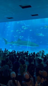 沖縄美ら海水族館に投稿された画像（2024/9/29）
