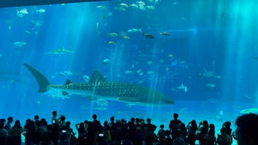 沖縄美ら海水族館に投稿された画像（2024/9/29）