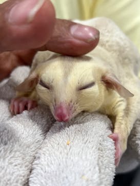 ナゴヤレプタイルズワールドに投稿された画像（2024/9/29）