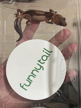 ナゴヤレプタイルズワールドに投稿された画像（2024/9/29）