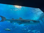 沖縄美ら海水族館に投稿された画像（2024/9/29）