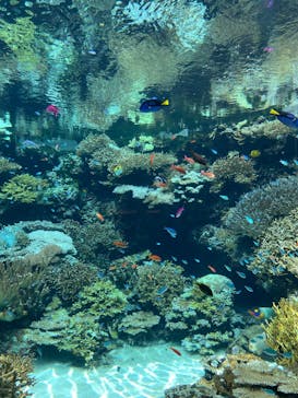 沖縄美ら海水族館に投稿された画像（2024/9/29）