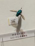 特別展「昆虫 MANIAC」（国立科学博物館）に投稿された画像（2024/9/29）