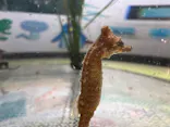 仙台うみの杜水族館に投稿された画像（2024/9/29）