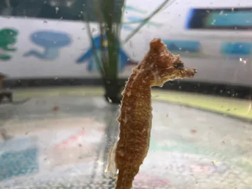 仙台うみの杜水族館に投稿された画像（2024/9/29）