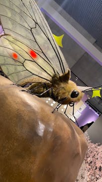 特別展「昆虫 MANIAC」（国立科学博物館）に投稿された画像（2024/9/29）