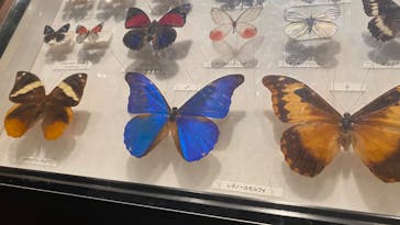 特別展「昆虫 MANIAC」（国立科学博物館）に投稿された画像（2024/9/29）