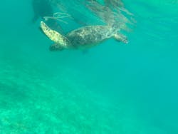 Dive Center OKKYに投稿された画像（2024/9/29）