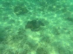 Dive Center OKKYに投稿された画像（2024/9/29）