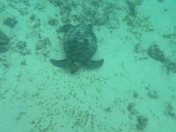 Dive Center OKKYに投稿された画像（2024/9/29）