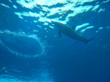 四国水族館に投稿された画像（2024/9/29）