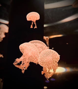 マクセル アクアパーク品川に投稿された画像（2024/9/29）